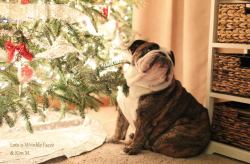 baggybulldogs:  Waiting for Santa 