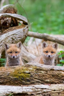 heaven-ly-mind:  Twins by Ray Hennessy on 500px   Aww @dusqphire