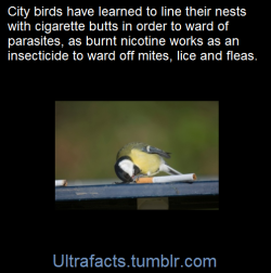 ultrafacts:  Stuffing cigarette butts into the lining of nests