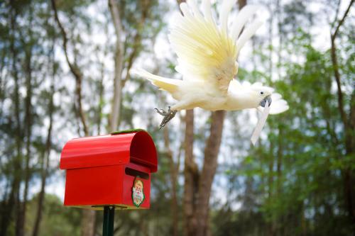 Santa’s little helper (a trained Cockatoo retrieves a letter to Santa at the Australian Outback Wildlife Show in Sydney)