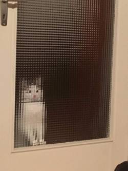 haiirflip:  why that cat so pixelated. who is censoring him 