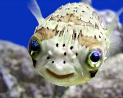 Happy fish