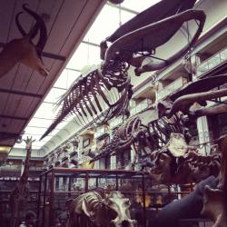 theoddmentemporium:  The Dead Zoo The Natural History Museum