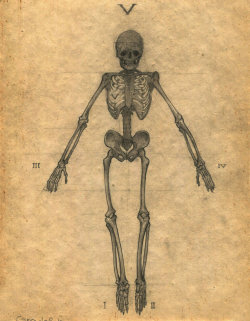 fer1972:  Skeletons by AC44 (Artist found thanks to ex0skeletal:)