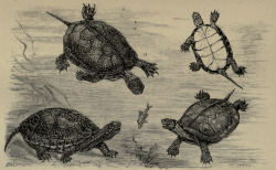 nemfrog:“European pond tortoise (left) and Iberian water tortoise