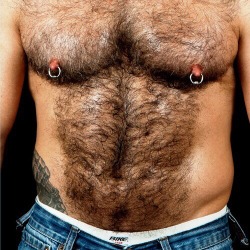 topshelfmen:  The hairiest of chests and pert pierced nips  Awesome