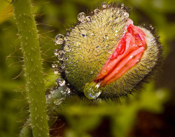 portu666:  A Wet Poppy Bud Who Said Nature Isn’t Provocative?