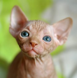 indigoswirls:  Kitten Sphynx.  These kitties are naked and i