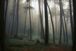 brutalgeneration:Morning Mist by reecardo-v Presidio woods/