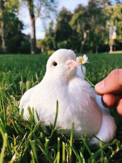 pigeonmiu: Happy Earth Day! Let’s take good care of this beautiful
