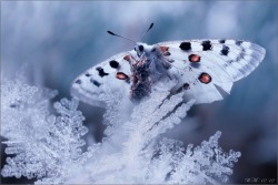 staceythinx:  Icy encounters by macro photographer Wil Mijer