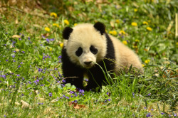 giantpandaphotos:  Bao Bao at the National Zoo in Washington