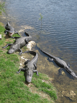 thepredatorblog:  American alligators (by preaction1)