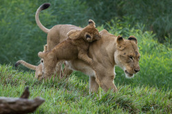sdzsafaripark:  The joys of Lion Camp parenting | photos by Bob