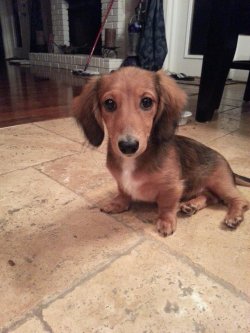 cute-overload:  Check out my wiener, Daisyhttp://cute-overload.tumblr.com
