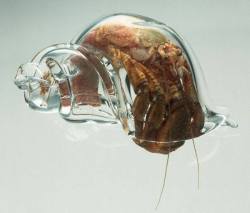 dualvco: rahulssecondblog:  An artist has made glass shells for hermit crabs so he can watch what they are doing.  Pervert 