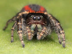 adorablespiders:  phidippus johnsoni jumping spider image source
