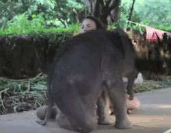 riri-lee:   Baby Elephants  