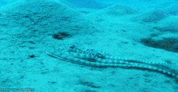 unexplained-events:  Mimic Octopus This sea creature can mimic