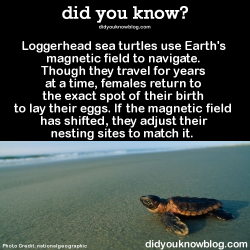 did-you-kno:  Loggerhead sea turtles use Earth’s magnetic field