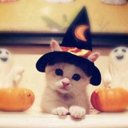 cute-overload:  No Tricks, Just Tiny Treatshttp://cute-overload.tumblr.com