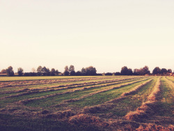 aboutcountryfolks:Hay harvest (by lawsoffate)