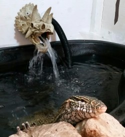 rate-my-reptile:  buy-skulls:  Every day is spa day for our nile