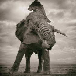 geographicwild:  . Photo by @markjdrury Bull Elephant Amboseli
