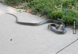 9gag:  Found a snake eating another snake outside my house.