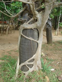 sixpenceee:The parasite tree with itâ€™s wrapping tendrils