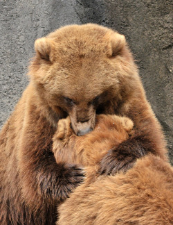 magicalnaturetour:  BIG Bear hug! (by ucumari)