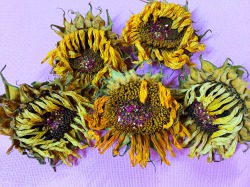 officialaudreykitching:  Sunflowers are often associated with