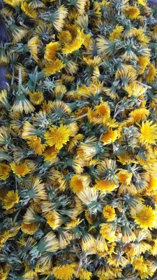 bambuita: DANDELION JELLY! !! It tastes like honey! 🐝🐝🐝🐝🐝🐝🐝🐝🐝🐝🐝