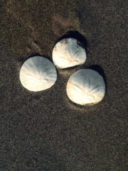 liketotallyduder:  Sand Dollars at Ocean Beach, San Francisco,