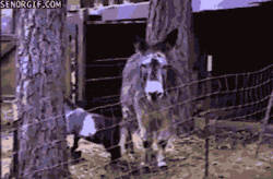 animals-riding-animals:  goat riding donkey (to freedom) 