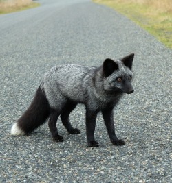 beautiful-wildlife:  Silver Fox by matt knoth