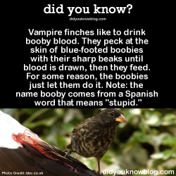 did-you-kno:  Vampire finches like to drink booby blood. They