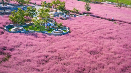 synqra:Pink muhly grass fields in a small town in eastern China’s