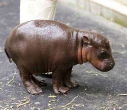 awwww-cute:  Just a 2 hour old hippo