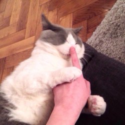 squeakykins:  The cat has tasted human flesh for the first time…