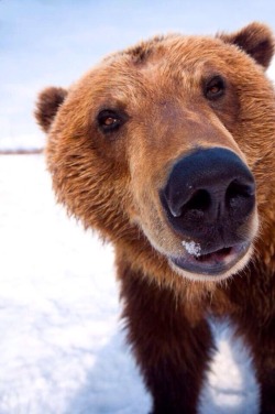 abearygoodblog:  mustangblood:  HULLO I AM BEAR  the best bear