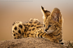 bigcatkingdom:  Serval Kitten (by ken dyball) 