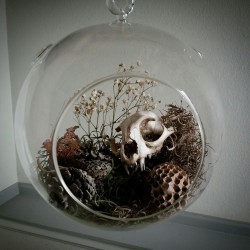 waspandbone:  Acquired a glass terrarium recently and finally