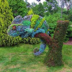 fauxboy:  biolola:  Succulents grown into the shape of a Chameleon,