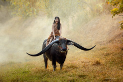 namk1:  Handsome buffalo and Beuatiful Girl