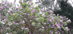 all these beautiful pink flowers have shown up recently (03-08-15)