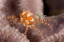 weirdosbook:  Pom pom crabs KINGDOM Animalia PHYLUM Arthropoda