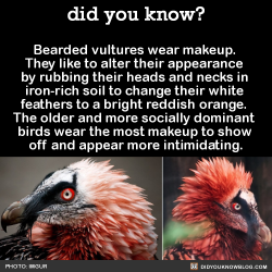 did-you-kno:  Bearded vultures wear makeup.  They like to alter