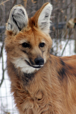 funnywildlife:  Maned Wolf by courageousferret on Flickr.“The