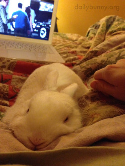 dailybunny: Bunny Gets Cozy with Human Thanks, Emily! 